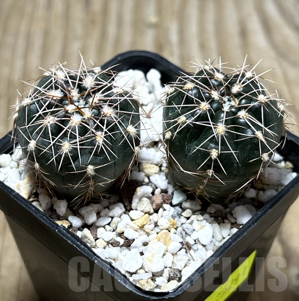 SHPR25291 Gymnocalycium taningaense VG 306 -Las Palmas-, 2 plants