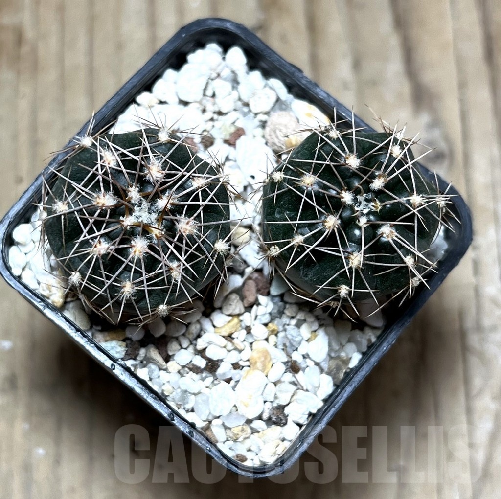 SHPR25291 Gymnocalycium taningaense VG 306 -Las Palmas-, 2 plants - Image 2