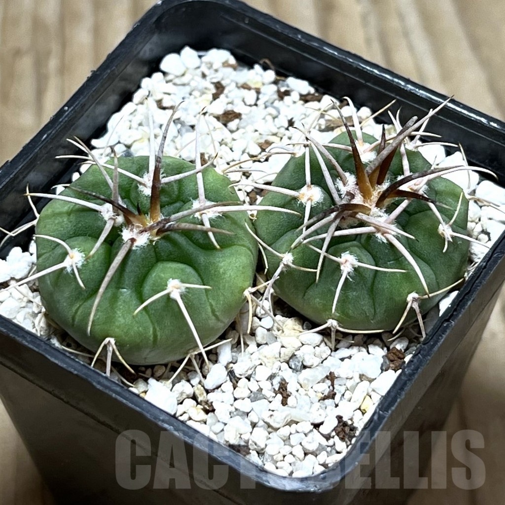 SHPR25292 Gymnocalycium ferox v. ferocior VG 320, 2 plants
