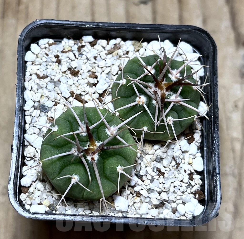 SHPR25292 Gymnocalycium ferox v. ferocior VG 320, 2 plants - Image 2