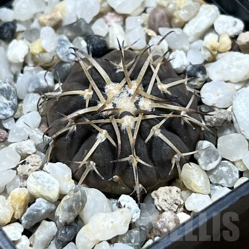 SHPR25301 Gymnocalycium spegazzinii OJF-24B