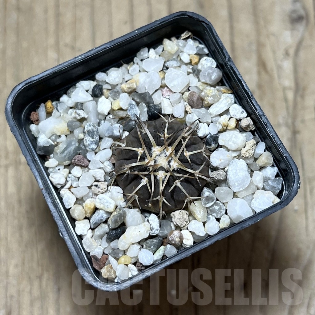 SHPR25301 Gymnocalycium spegazzinii OJF-24B - Image 2