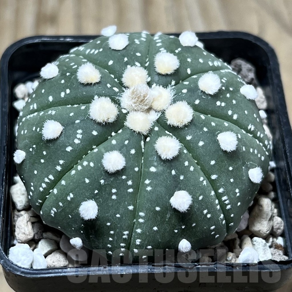 SHPR25307 Astrophytum asterias 'Ooibo'