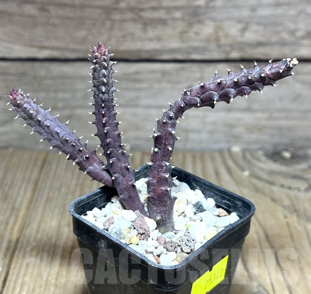 SHPR25342 Huernia pendurata