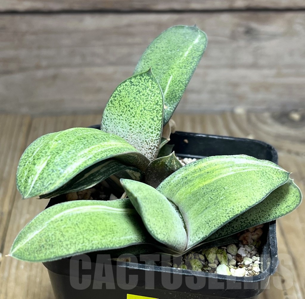 SHPR25343 Gasteria hybrid f. variegata, seedling 2 plants