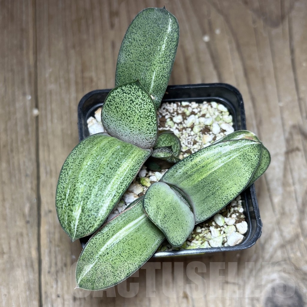 SHPR25343 Gasteria hybrid f. variegata, seedling 2 plants - Image 2