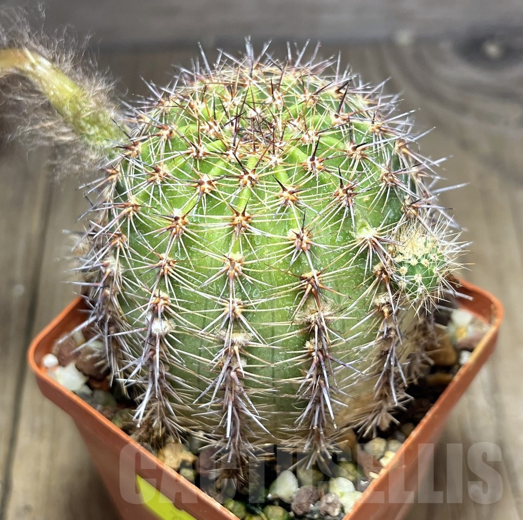 SHPR25346 Echinopsis hybrid - Image 2