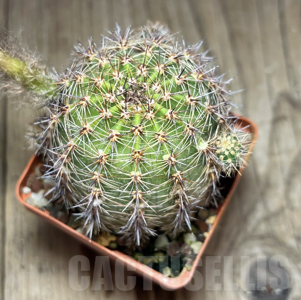 SHPR25346 Echinopsis hybrid - Image 3