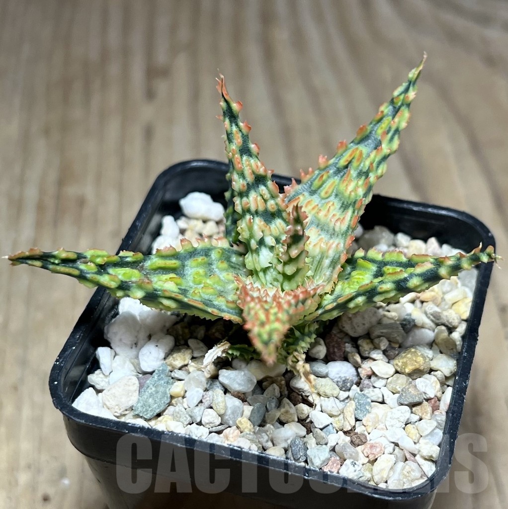 SHPR25350 Aloe TCT hybrid