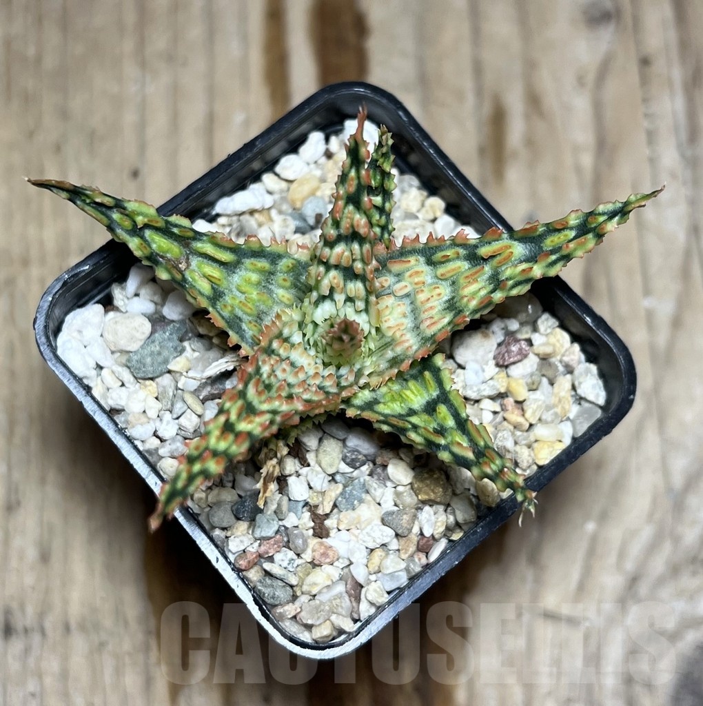 SHPR25350 Aloe TCT hybrid - Зображення 2