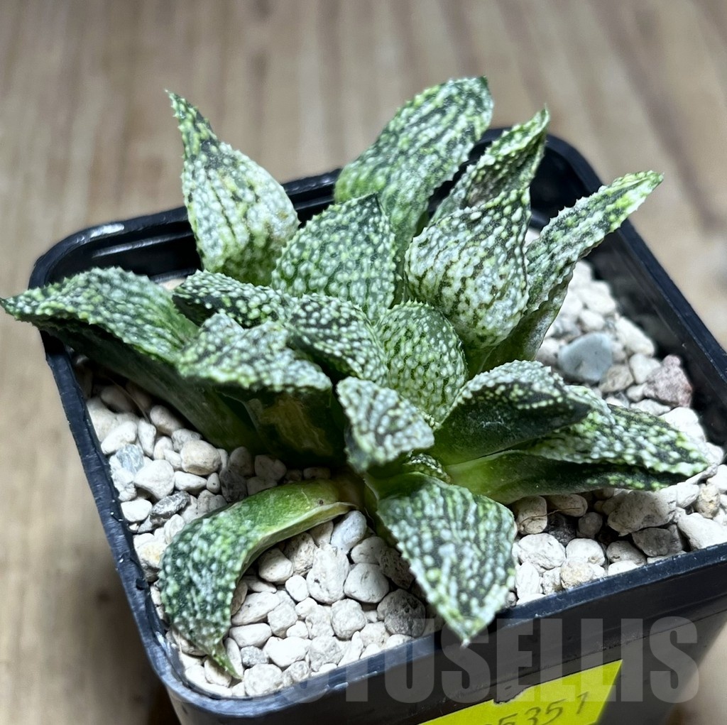 SHPR25351 Haworthia picta hybrid