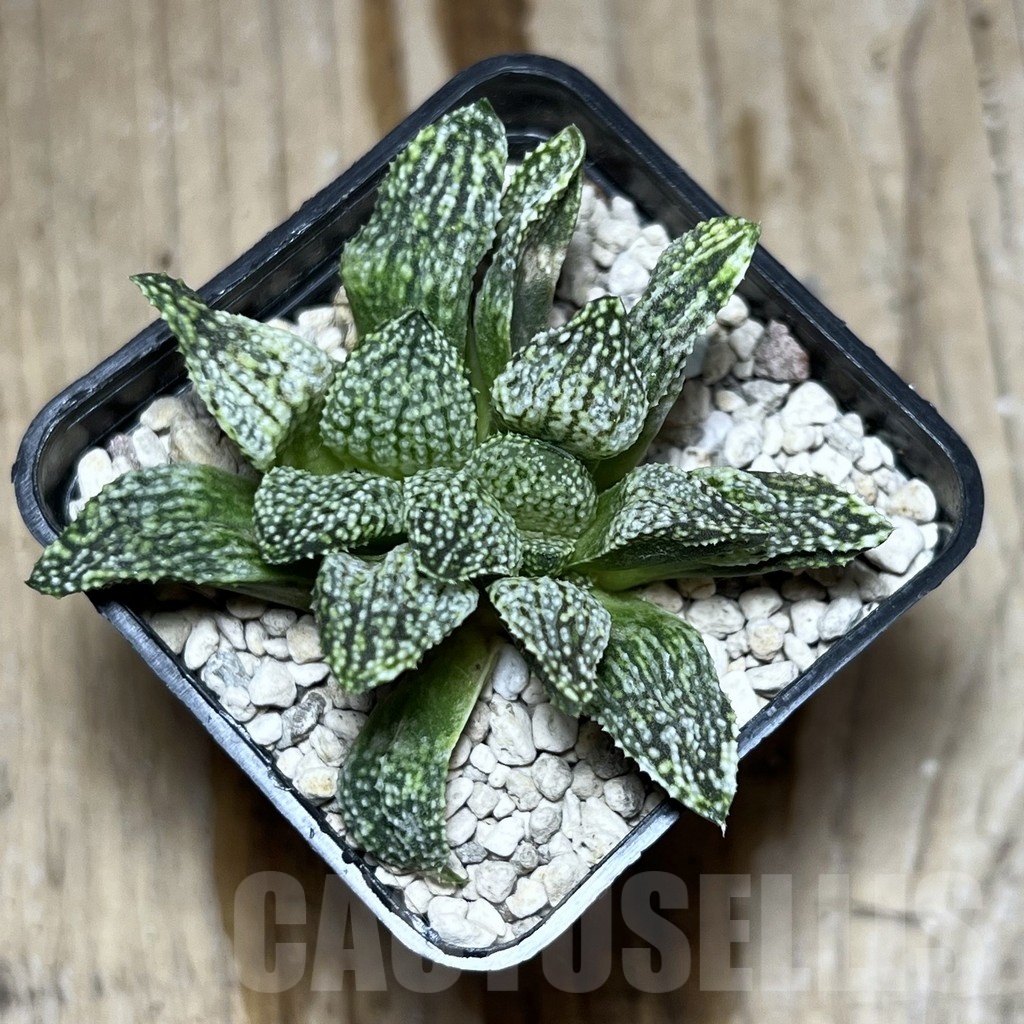 SHPR25351 Haworthia picta hybrid - Зображення 2