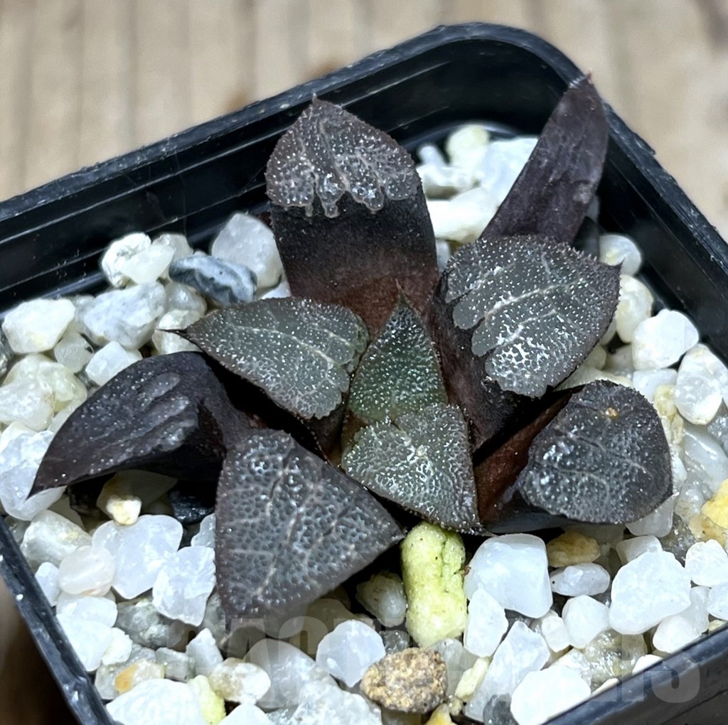 SHPR25352 Haworthia bayeri