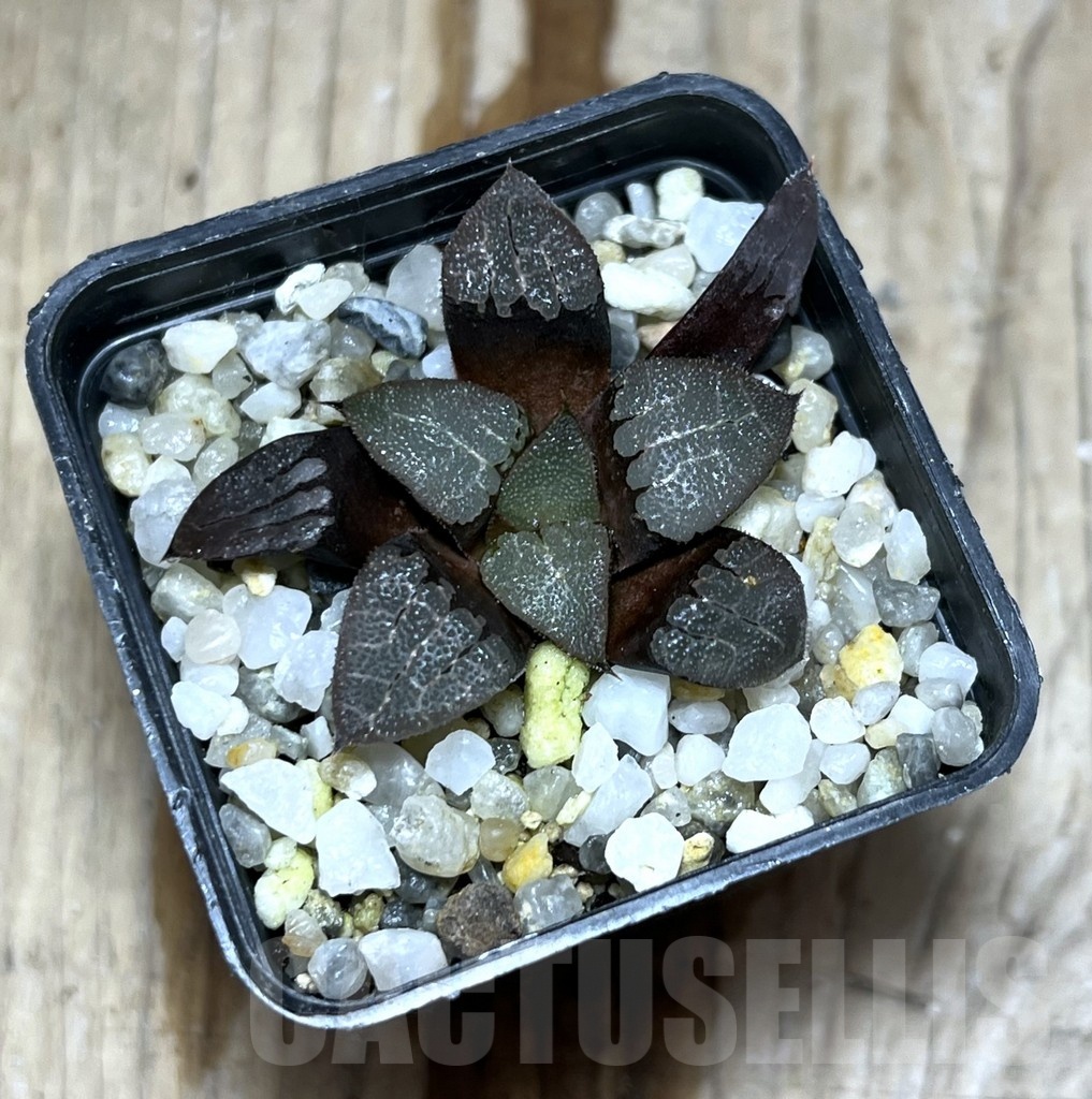 SHPR25352 Haworthia bayeri - Image 2