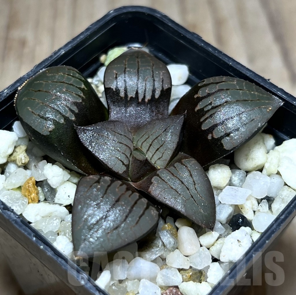 SHPR25353 Haworthia springbokvlakensis hybrid
