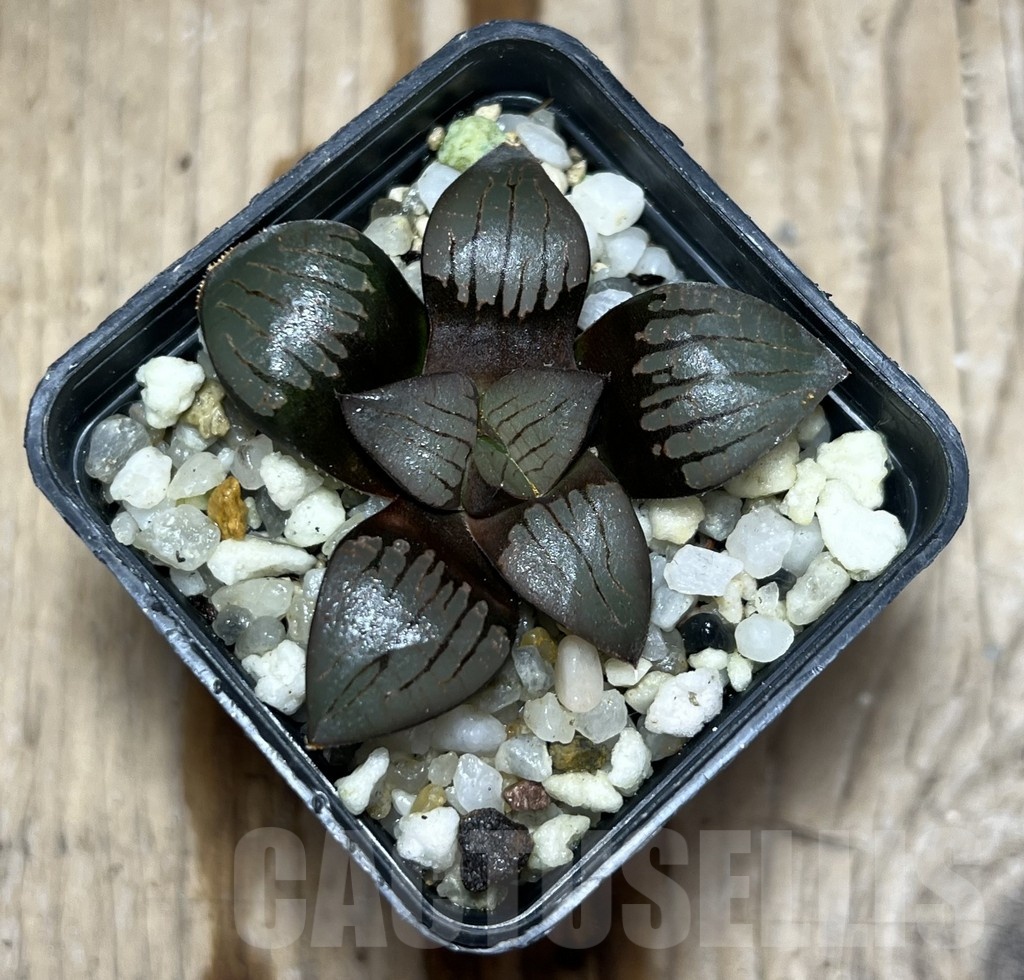 SHPR25353 Haworthia springbokvlakensis hybrid - Image 2
