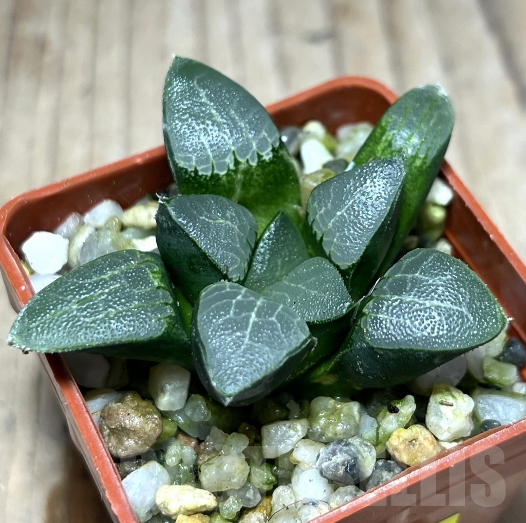 SHPR25354 Haworthia bayeri