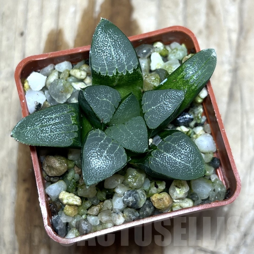 SHPR25354 Haworthia bayeri - Image 2