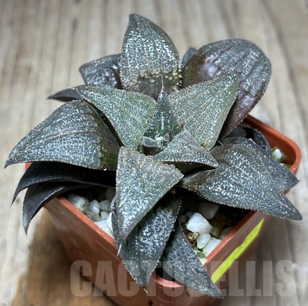 SHPR25355 Haworthia atrofusca hybrid