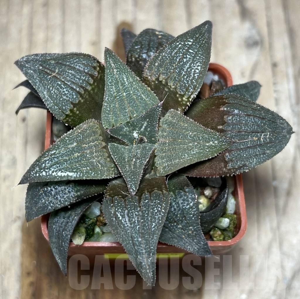 SHPR25355 Haworthia atrofusca hybrid - Image 2