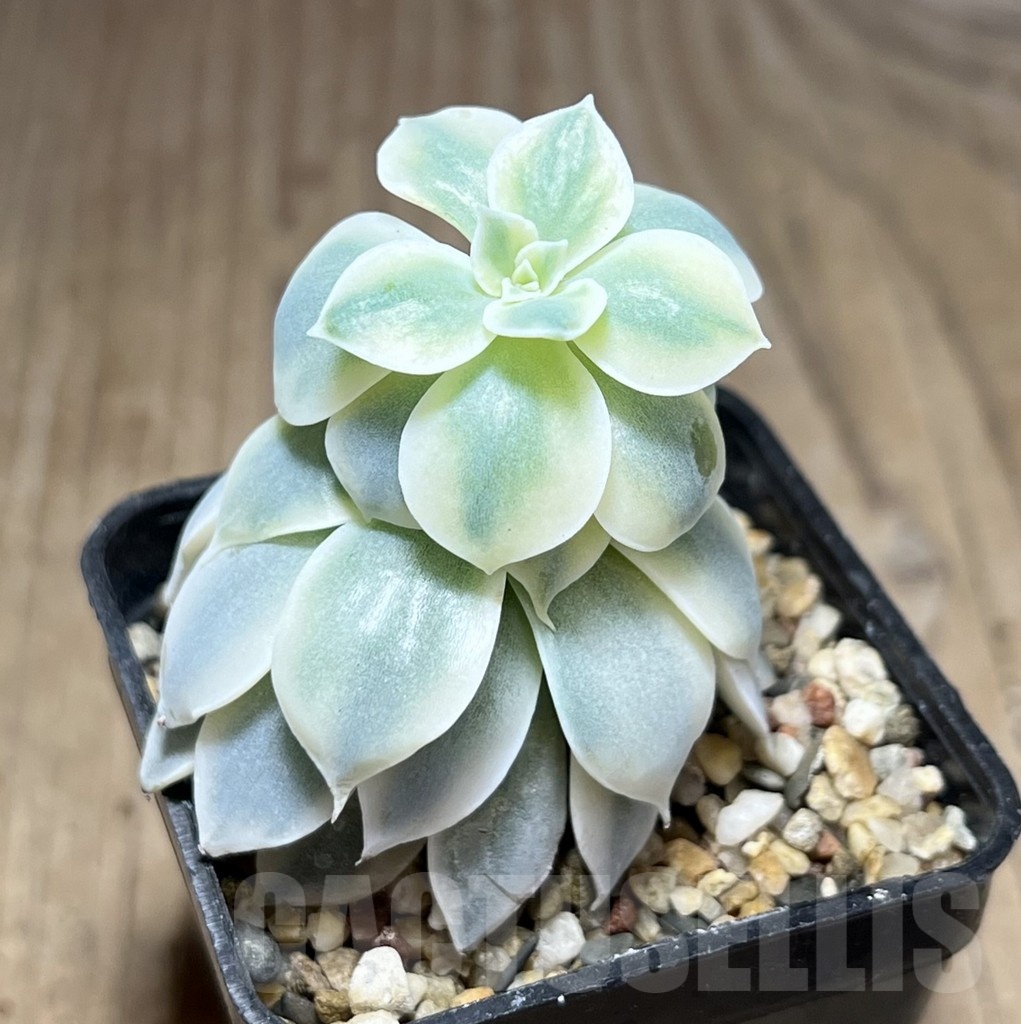 SHPR25356 Echeveria hybrid f. variegata