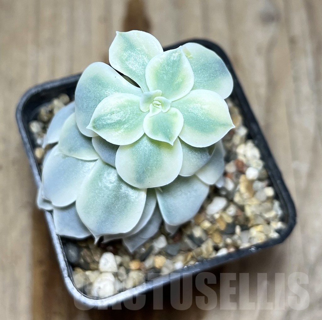SHPR25356 Echeveria hybrid f. variegata - Image 2
