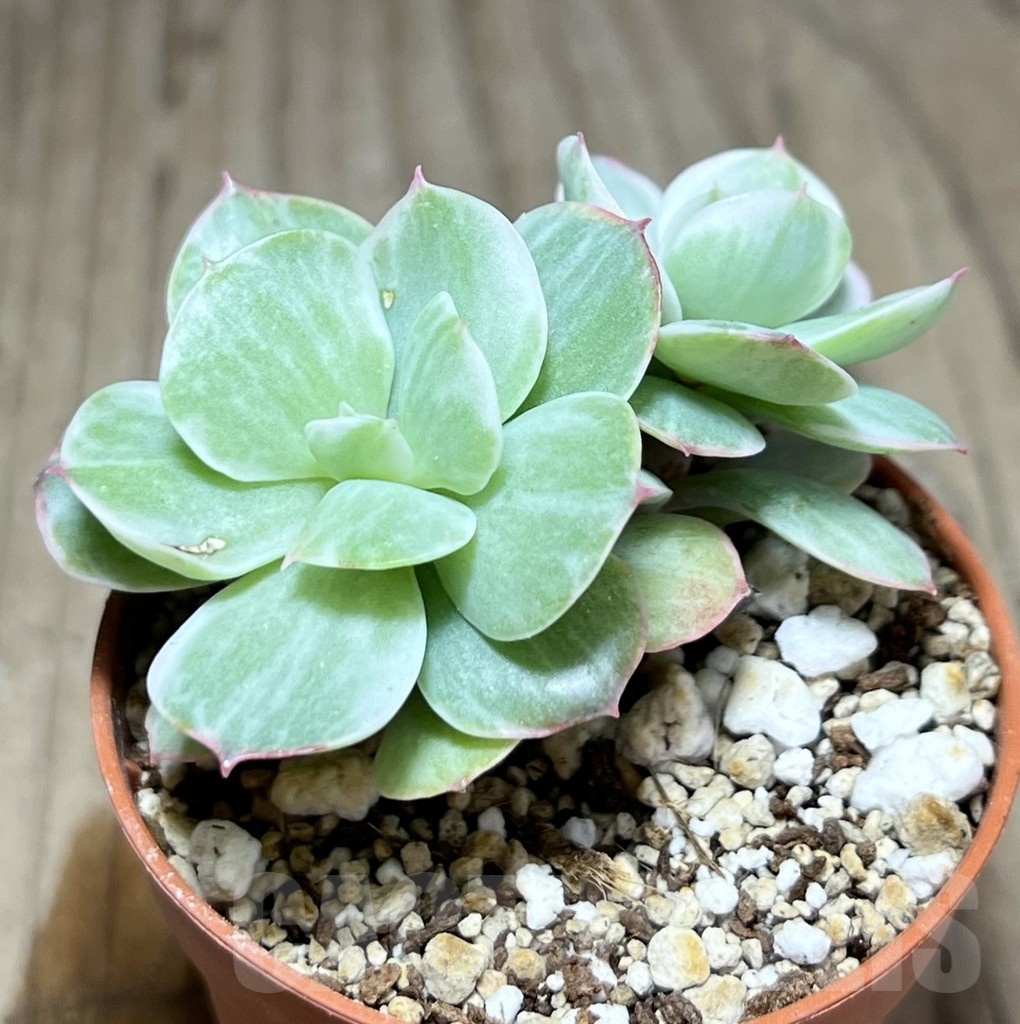 SHPR25357 Echeveria ‘Lemon and Lime White Mutation’