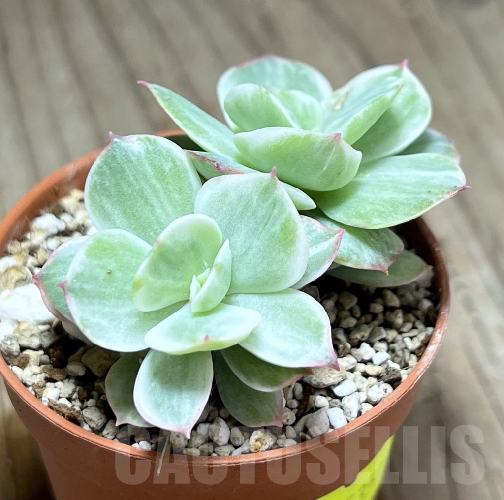 SHPR25357 Echeveria ‘Lemon and Lime White Mutation’ - Image 2