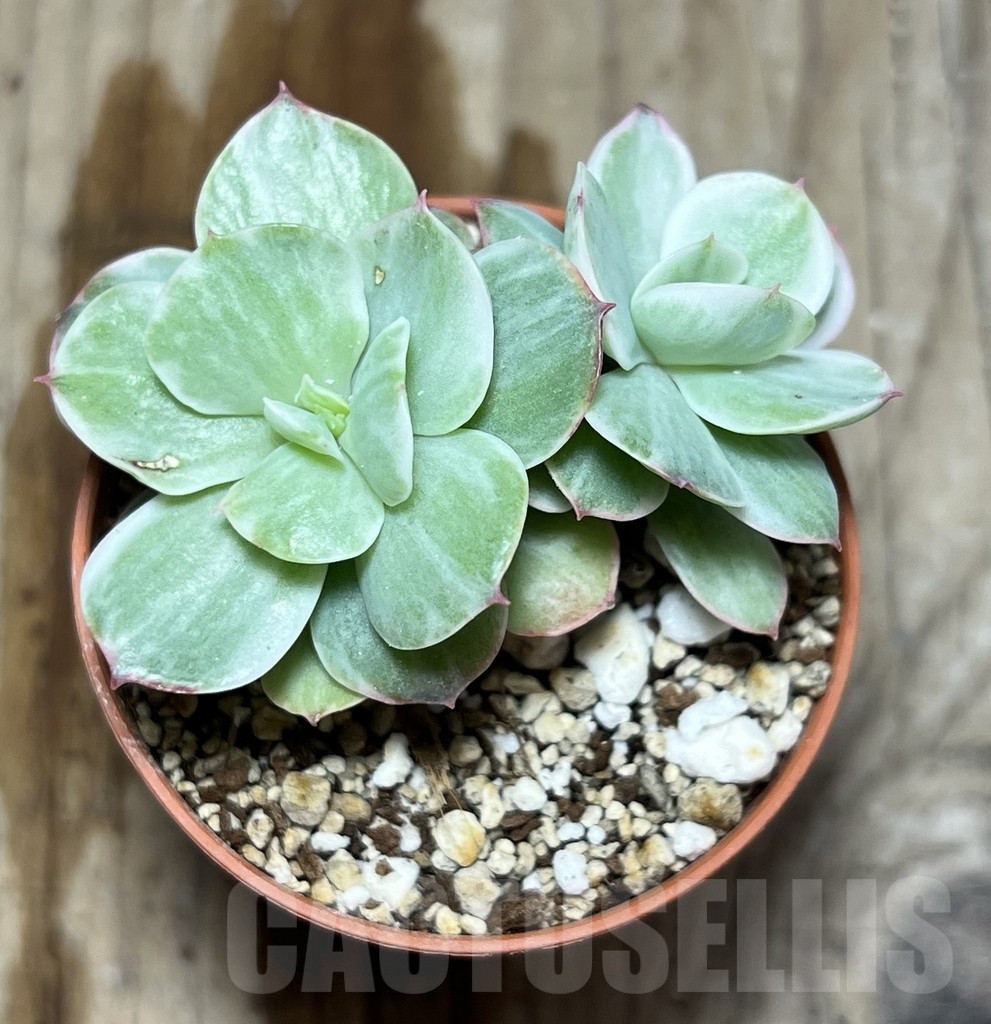 SHPR25357 Echeveria ‘Lemon and Lime White Mutation’ - Image 3