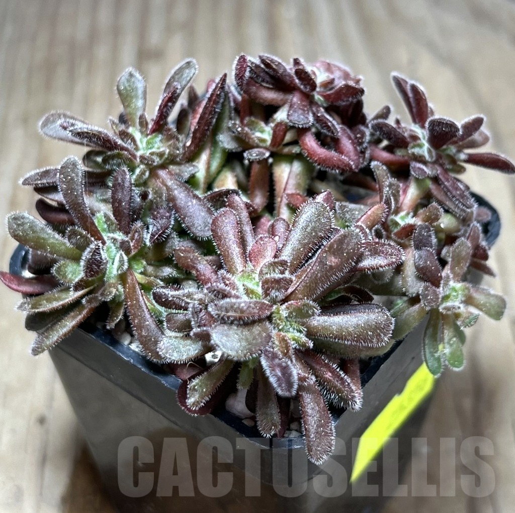 SHPR25358 Crassula pubescens
