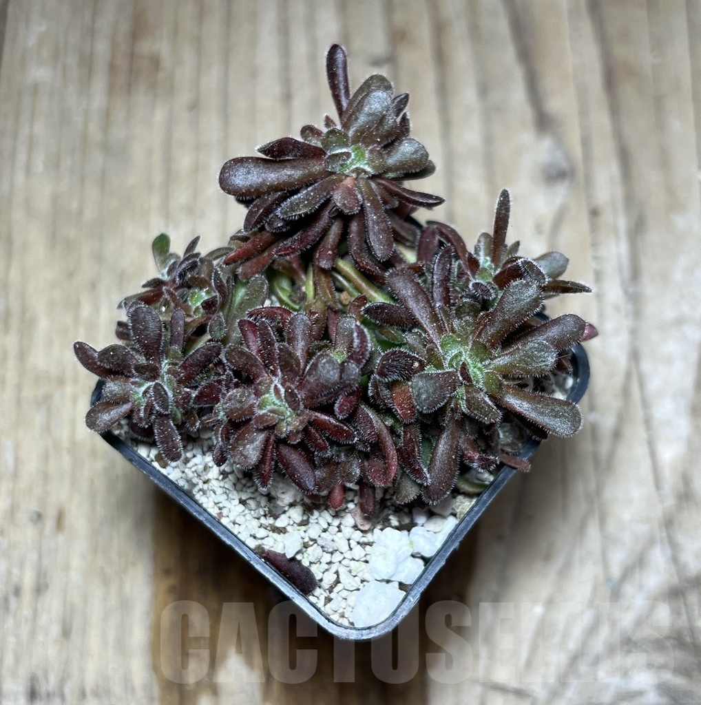 SHPR25358 Crassula pubescens - Image 2