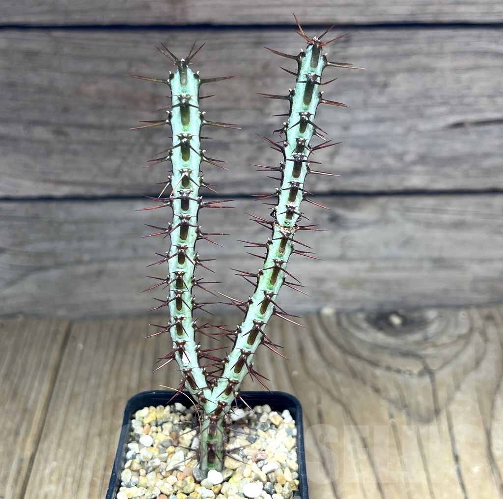 SHPR25359 Euphorbia aeruginosa - immagine 2