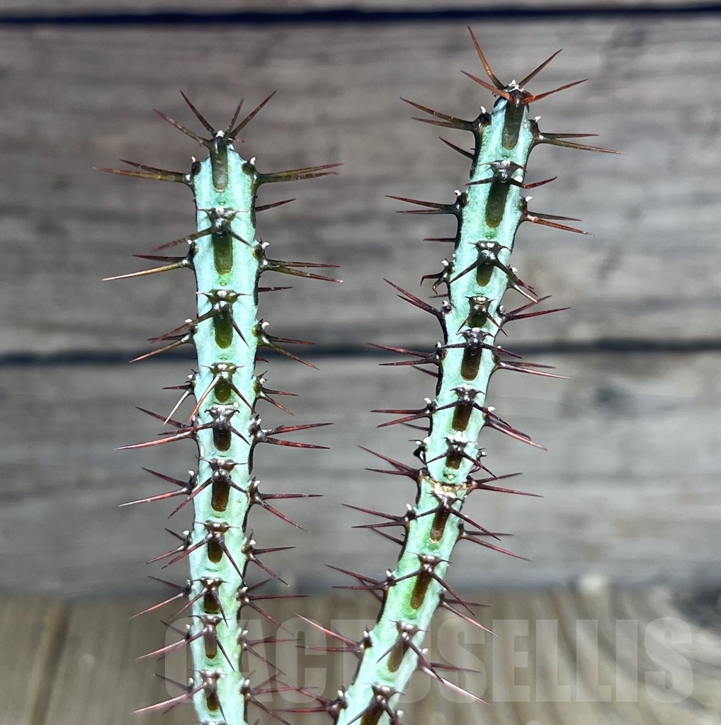 SHPR25359 Euphorbia aeruginosa