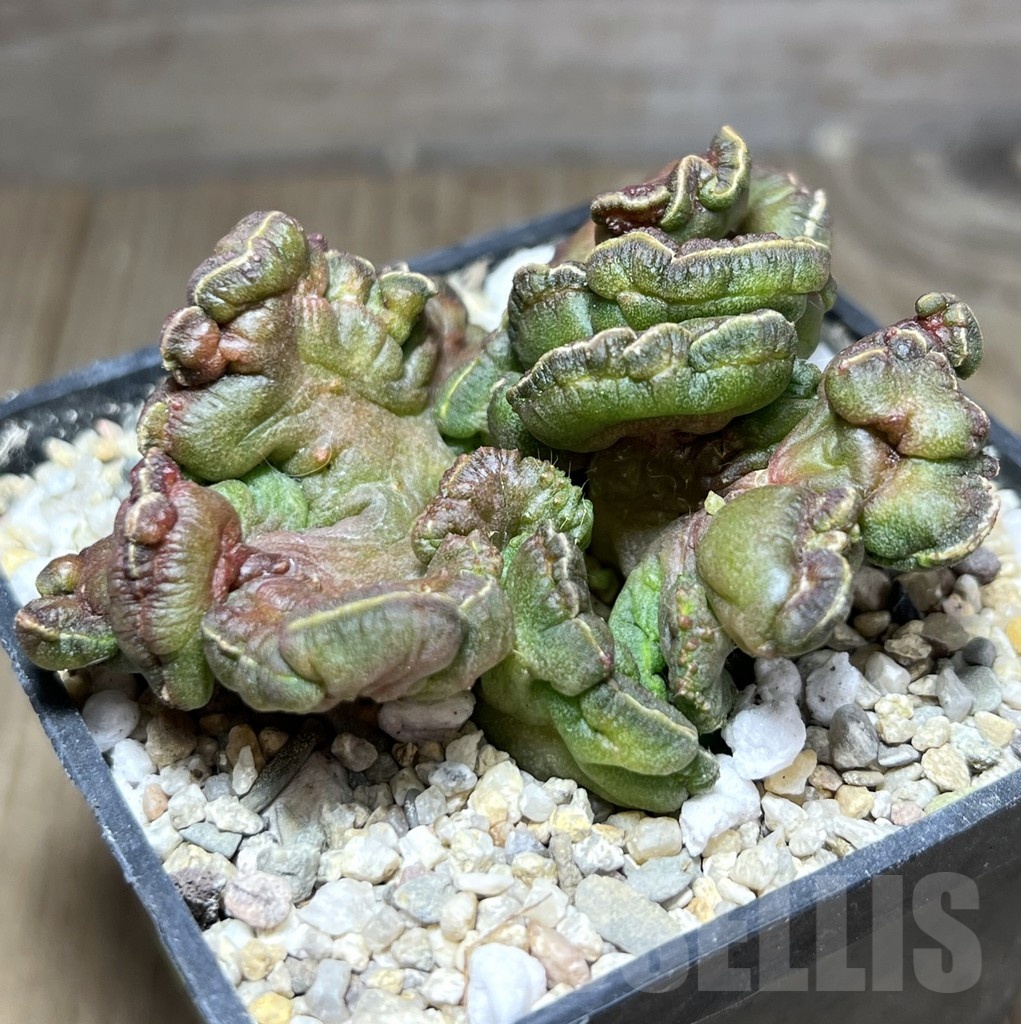 SHPR25361 Echinopsis 'Chocolate' - immagine 2