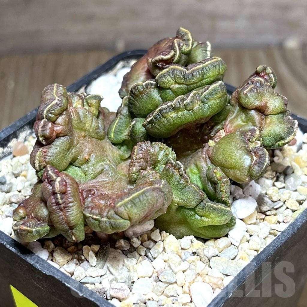 SHPR25361 Echinopsis 'Chocolate'