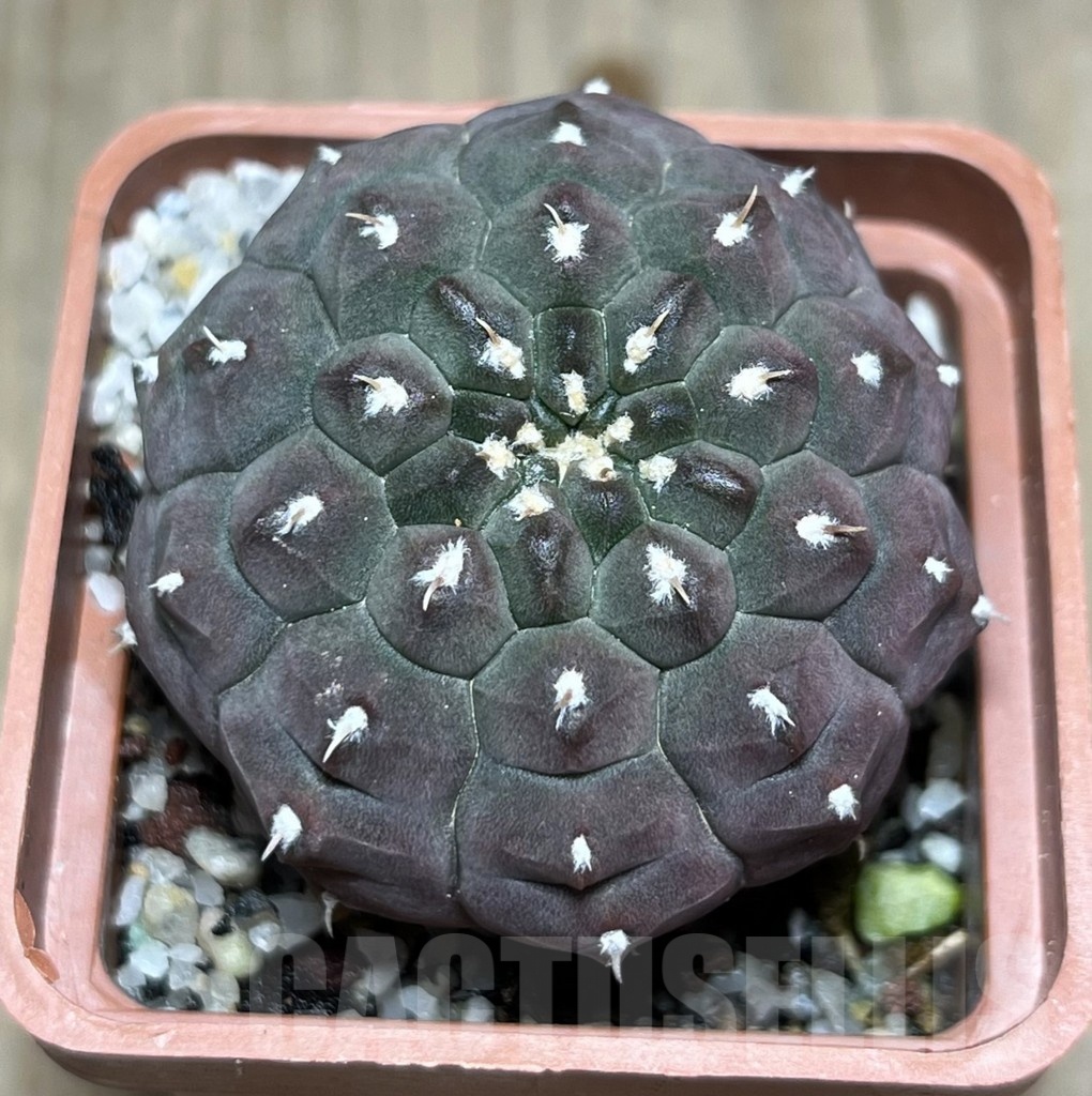 SHPR25362 Gymnocalycium vatteri v. unguispinum