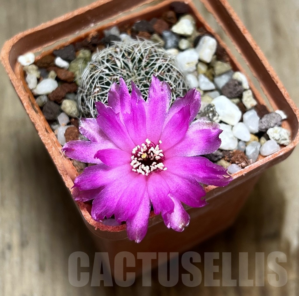 SHPR25370 Sulcorebutia crispata - Image 2