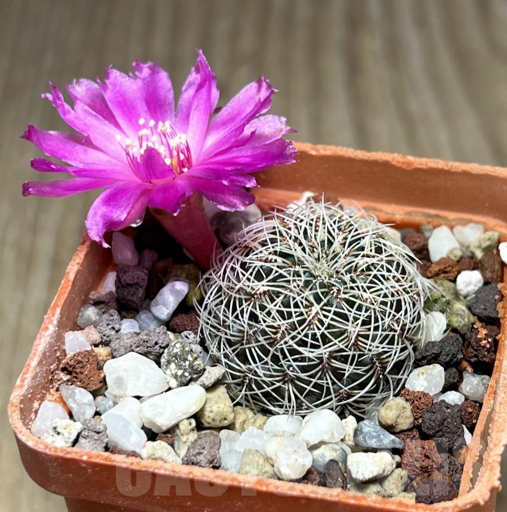 SHPR25370 Sulcorebutia crispata