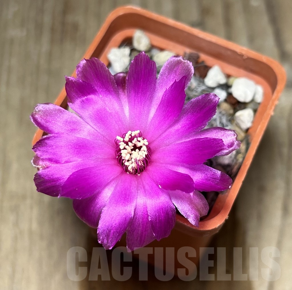 SHPR25371 Sulcorebutia gerosenilis GR 21 - Image 2