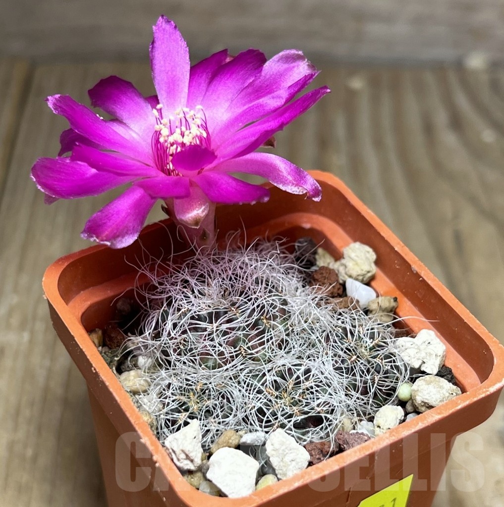 SHPR25371 Sulcorebutia gerosenilis GR 21