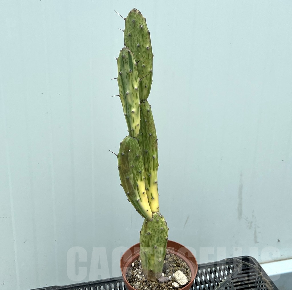 SHPR25372 Opuntia sp. f. variegata - Зображення 2