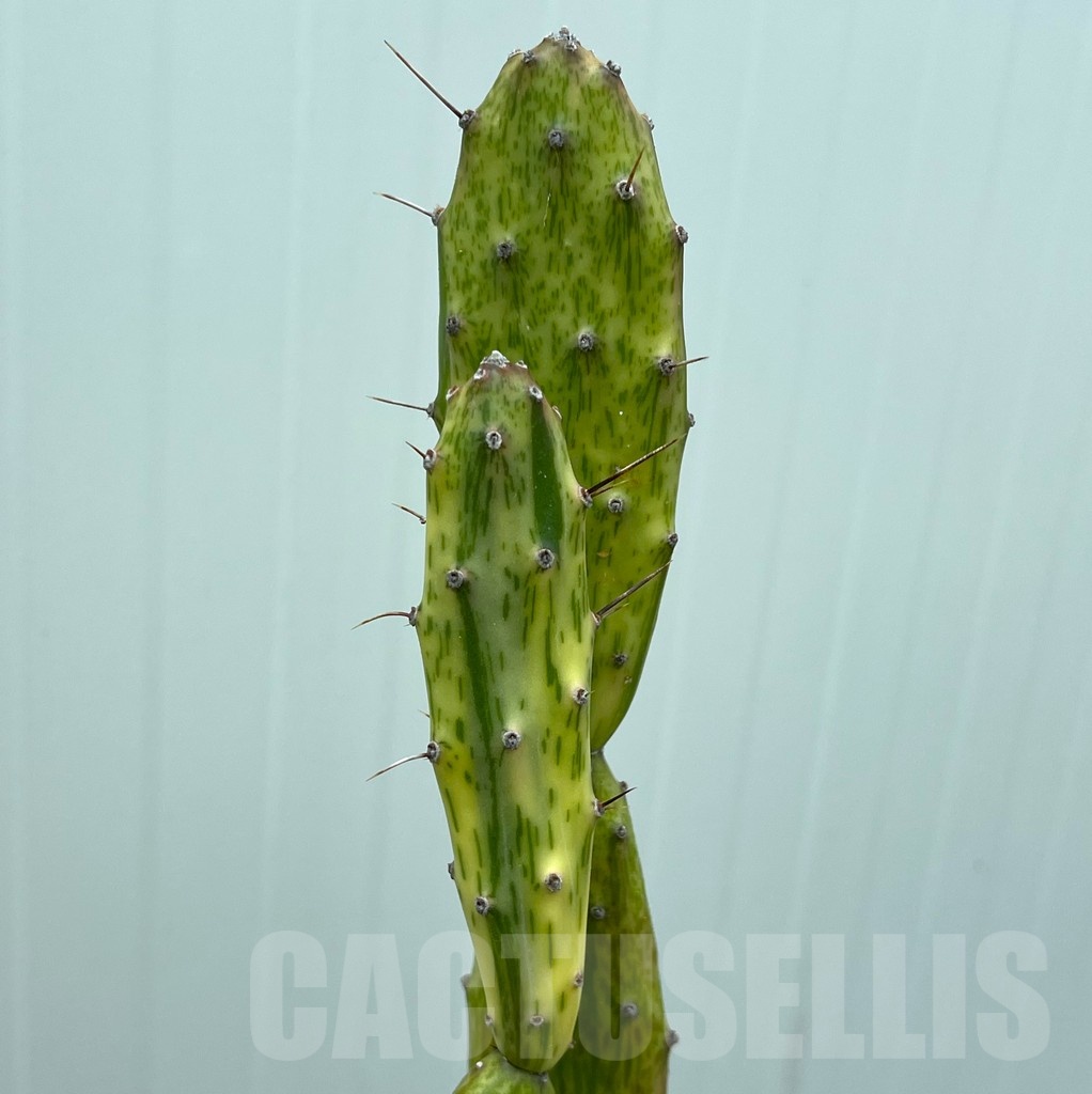 SHPR25372 Opuntia sp. f. variegata