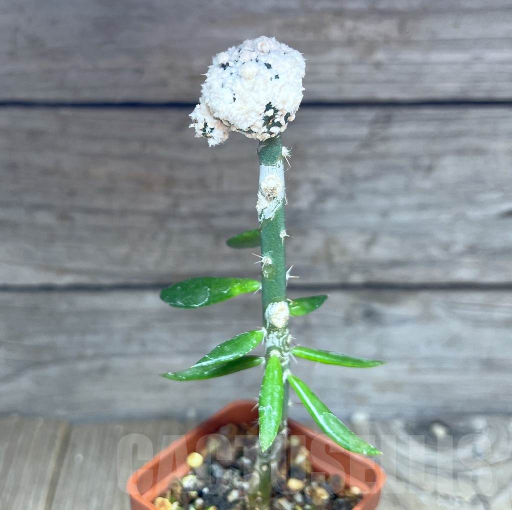 SHPR25436 Astrophytum asterias ‘Super kabuto’'Snow', grafted - Image 2