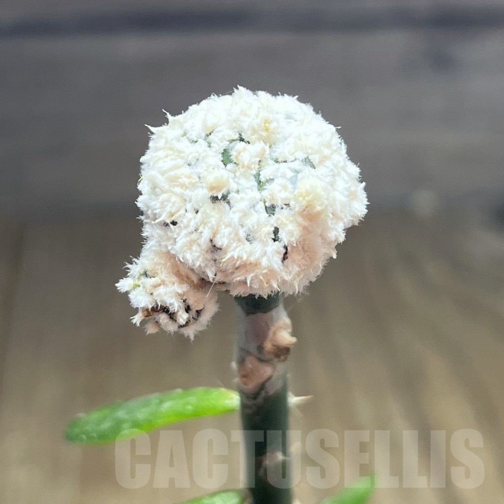 SHPR25436 Astrophytum asterias ‘Super kabuto’'Snow', grafted