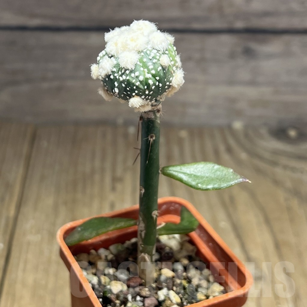 SHPR25437 Astrophytum asterias ‘Ooibo’, grafted - immagine 2