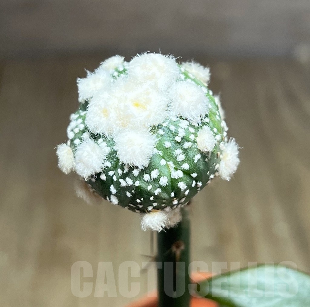 SHPR25437 Astrophytum asterias ‘Ooibo’, grafted