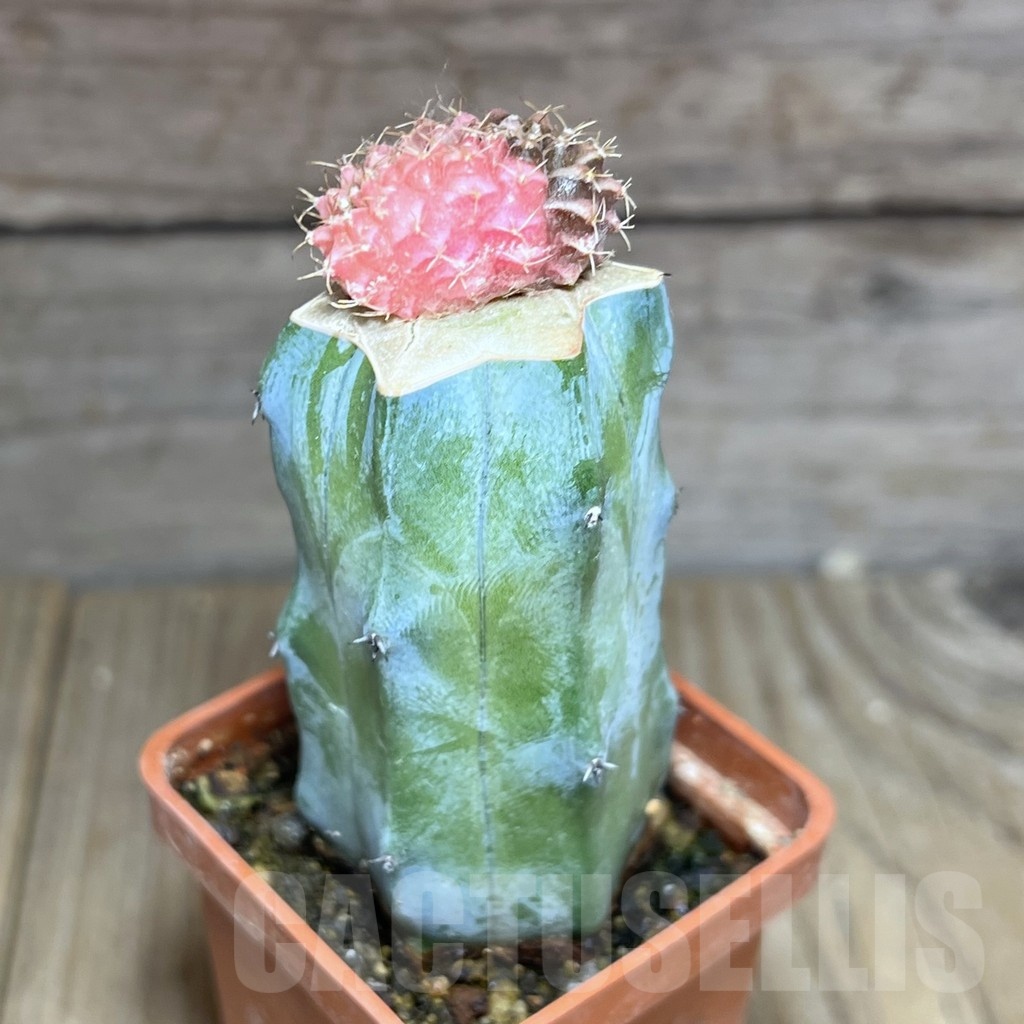 SHPR25438 Gymnocalycium mihanovichii f. cristata variegata, grafted - immagine 2