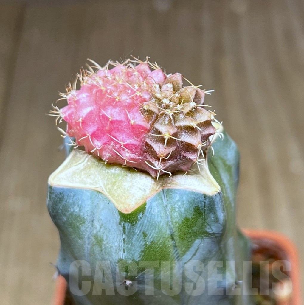 SHPR25438 Gymnocalycium mihanovichii f. cristata variegata, grafted