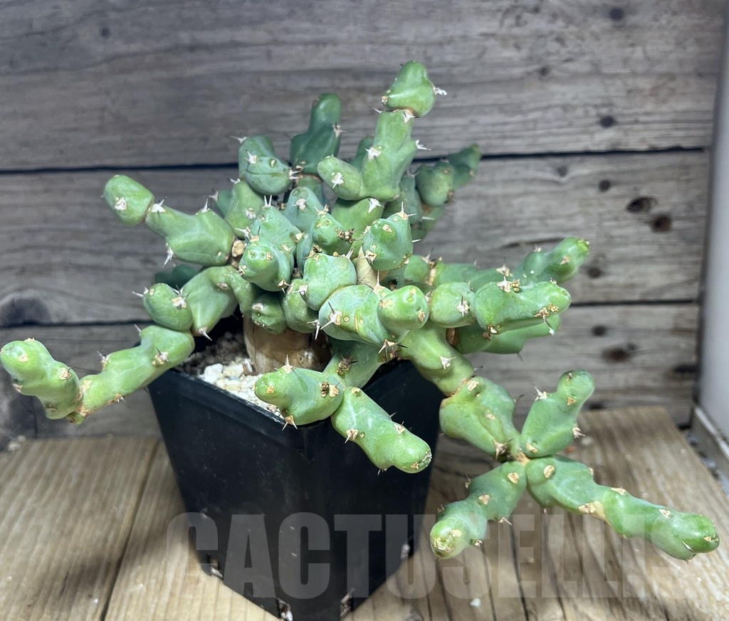 SHPR25441 Euphorbia clivicola - Obrázek 2