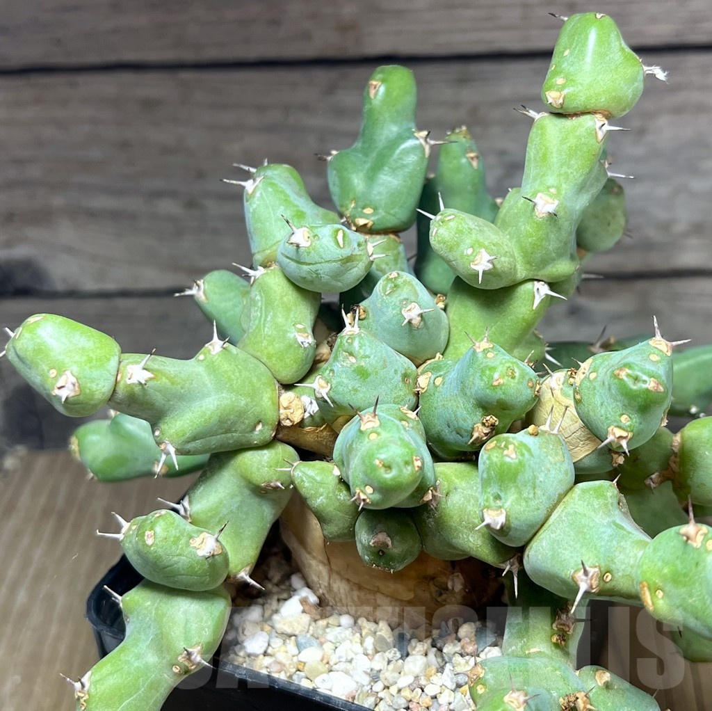 SHPR25441 Euphorbia clivicola